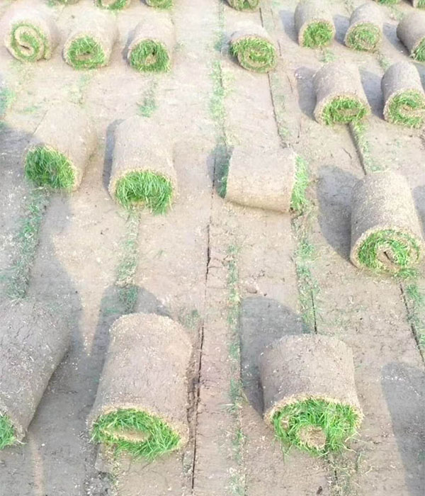 混播草