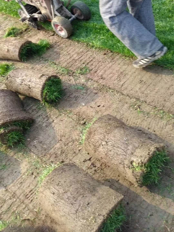 混播草