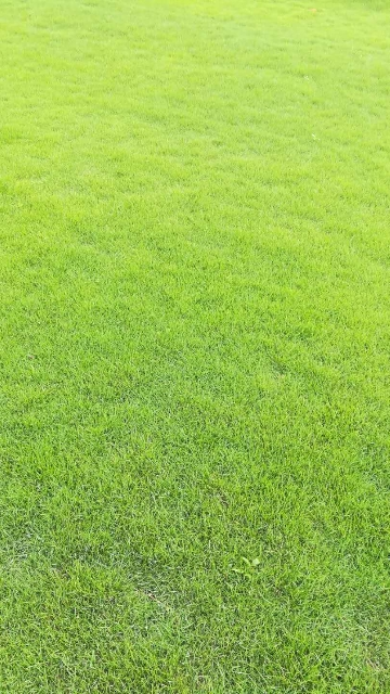 混播草