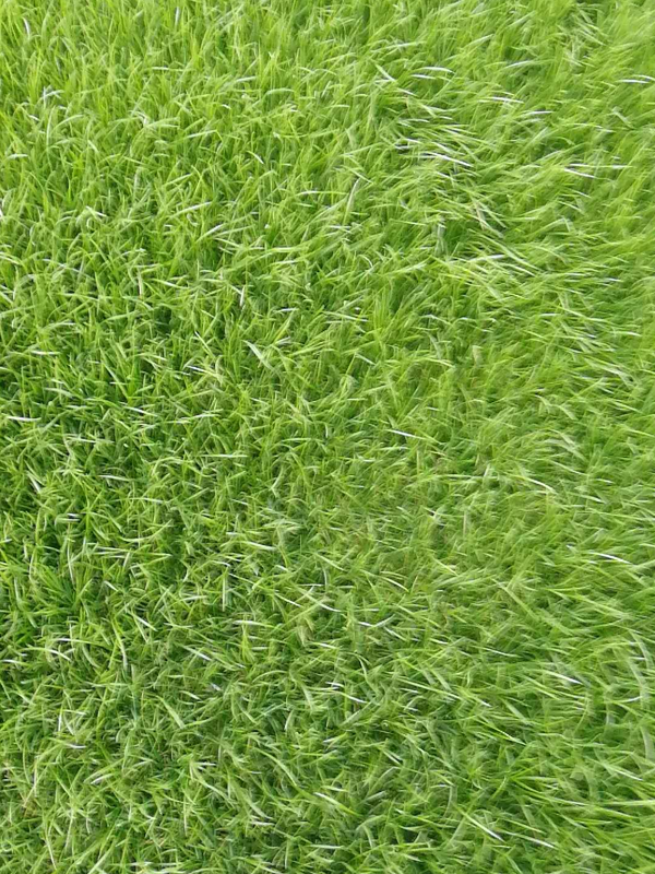 混播草