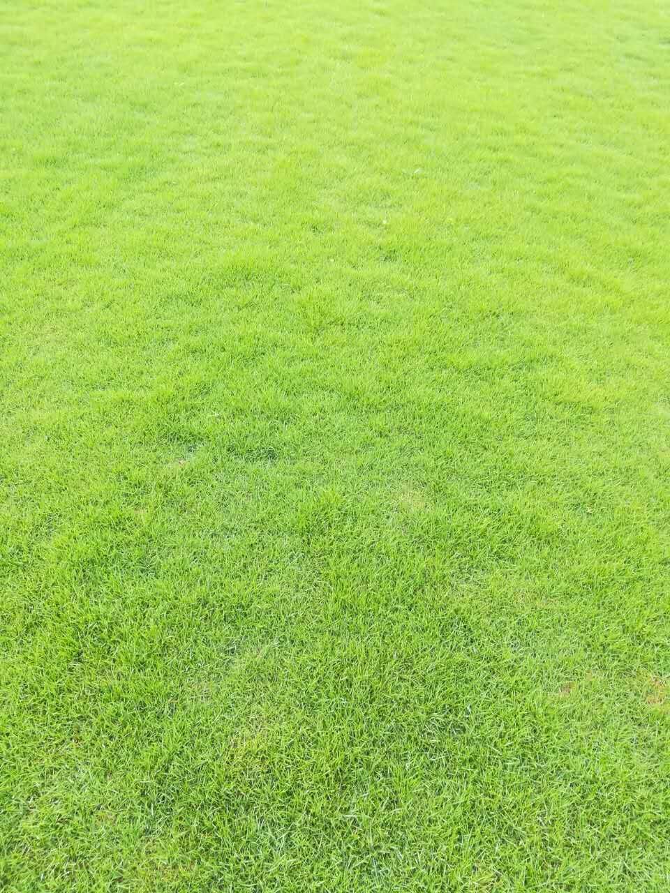 马尼拉草坪