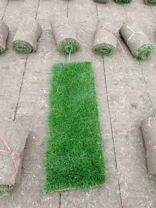果岭草